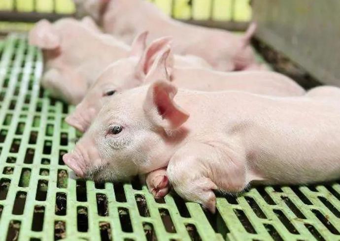 仔猪怎么喂长得快,小猪怎样喂