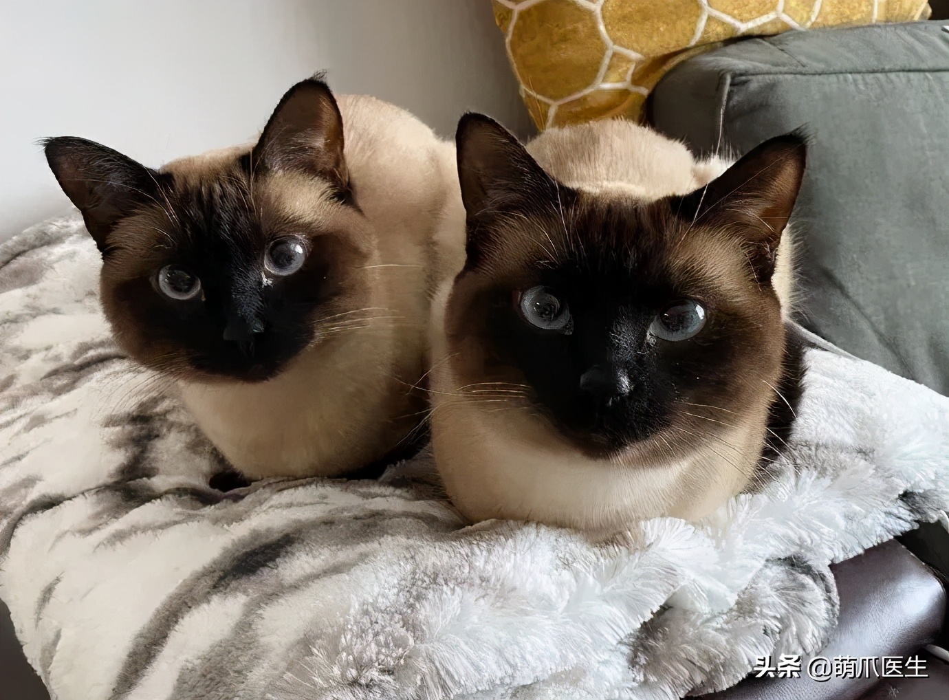 猫咪长大后还认得出兄弟姐妹吗,猫咪长大还记得自己的同胞兄弟吗