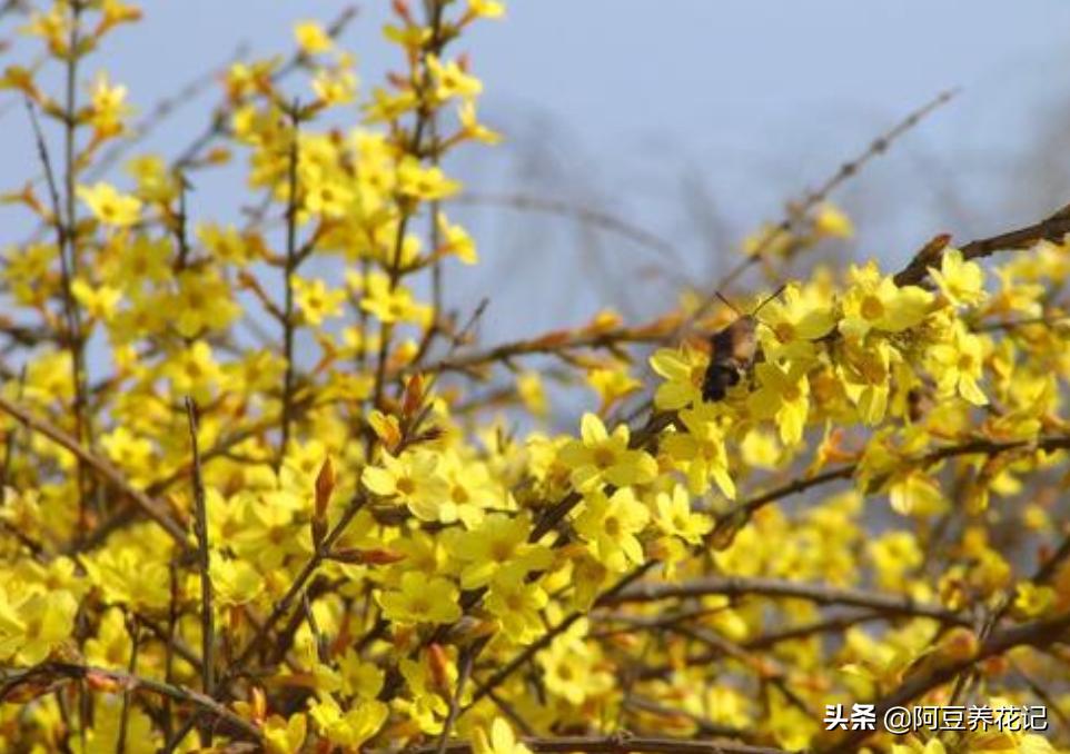 木樨科的花花“真乖”，一朵朵开花不断，越来越爱