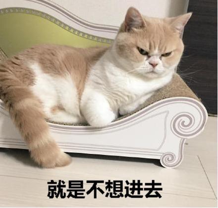 猫砂盆还没到猫咪乱拉怎么办,猫咪乱拉臭臭怎么办