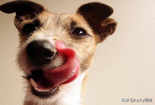 怎么注意狗狗的保暖不感冒,狗狗日常怎么清洁眼睛