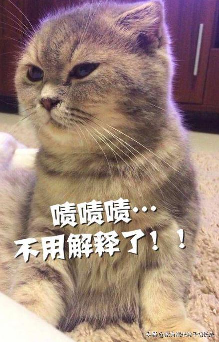 猫咪绝育之后反而乱尿怎么办,主人不在家猫咪乱拉乱尿什么原因