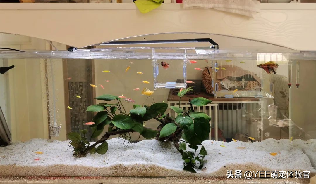 用亚克力板做鱼缸的缺点,亚克力鱼缸的优缺点