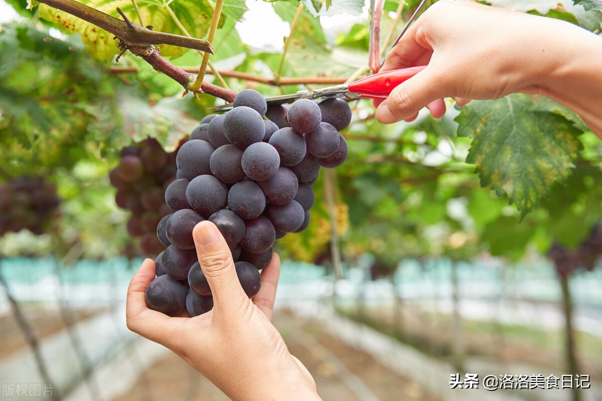 小暑前后吃什么水果,大暑过后要吃七种水果