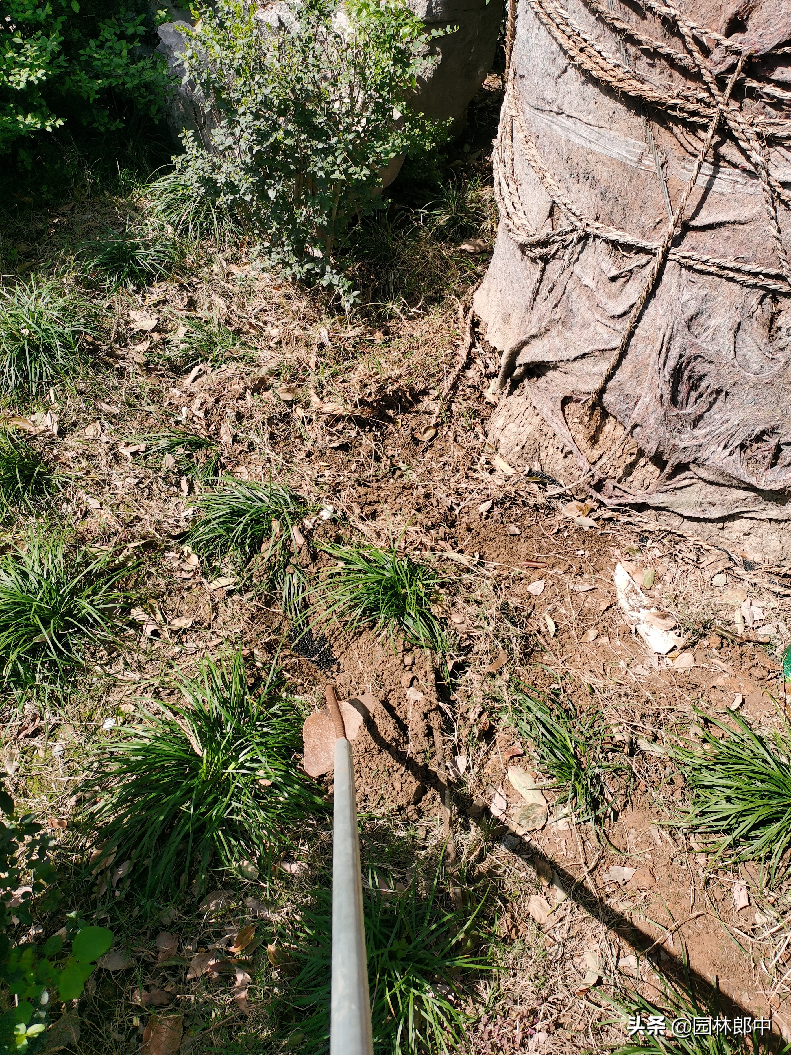 苗木受冻后注意事项,苗圃地苗木冻害防治措施