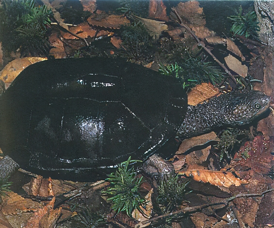 龟类纪录片,龟类图片