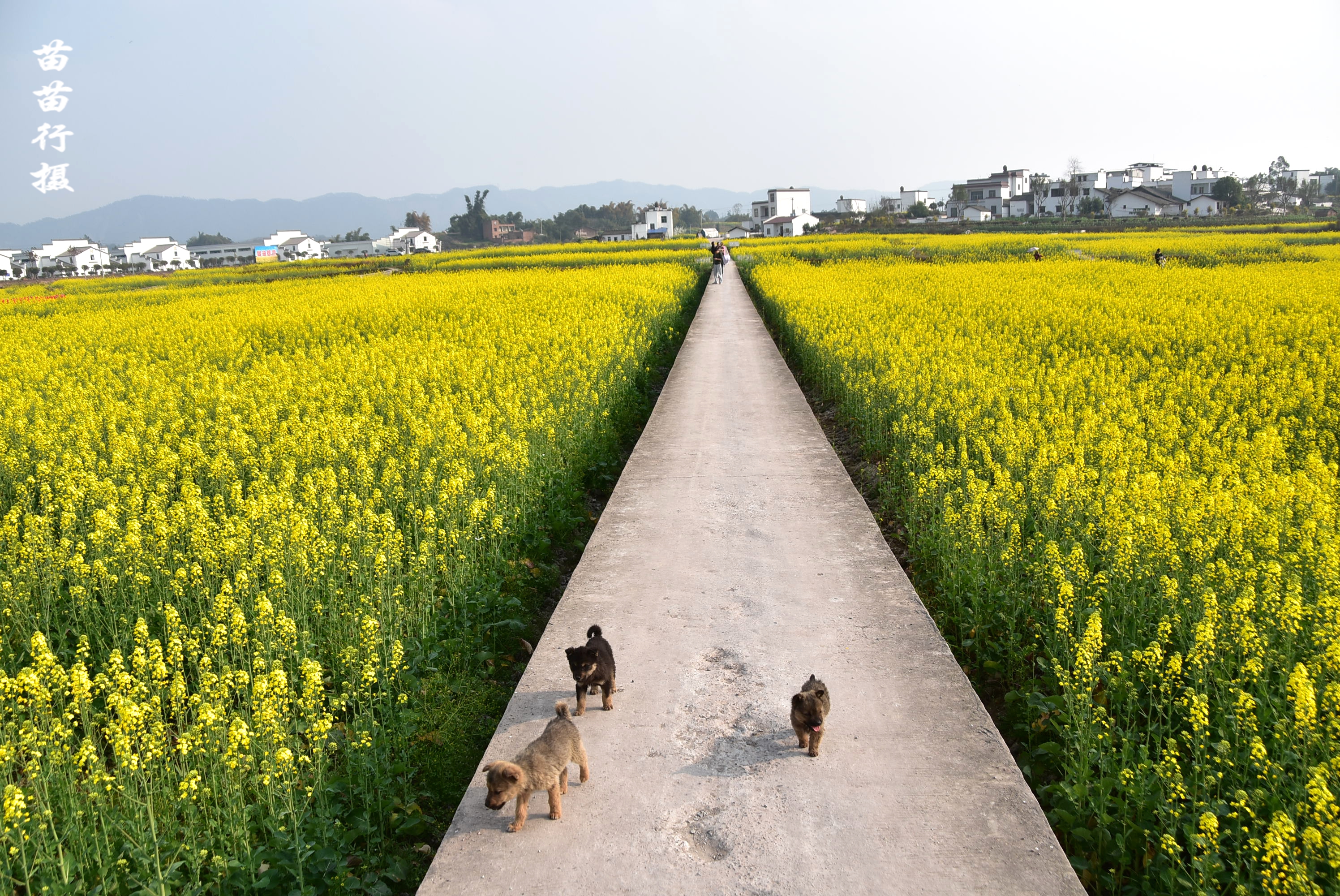 四川泸县油菜花的图片,泸县塘坝千亩油菜花