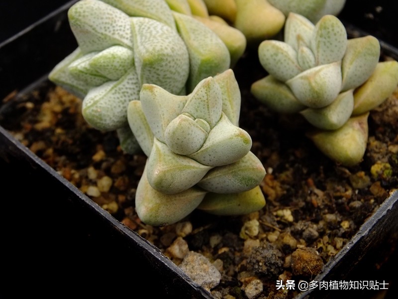 青锁龙属多肉养殖方法,青锁龙的养殖方法和注意事项