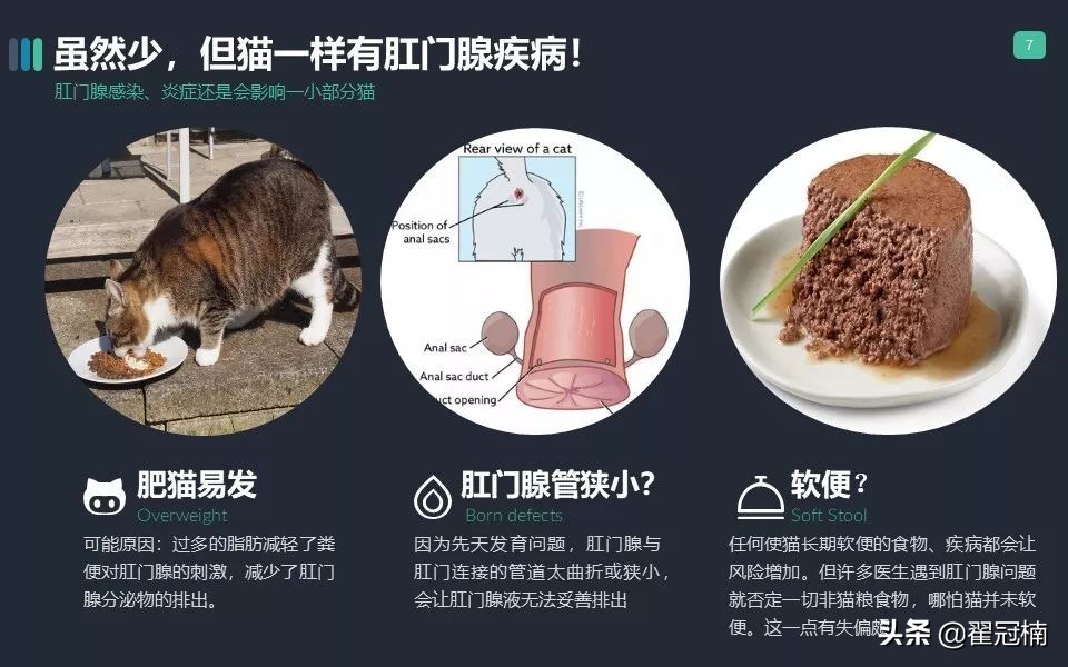 你家猫肛门腺那点事儿...挤？不挤？