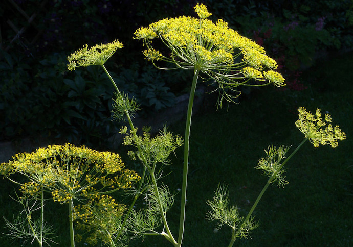 八种身兼多职的鲜花，既是鲜花又是香料！