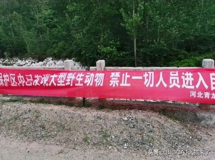 山西野生豹子咬死羊,牛犊被一大型野生动物咬死后续