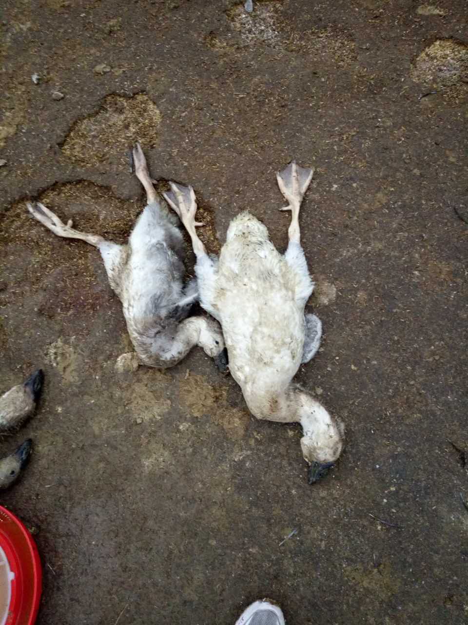 鹅瘸腿瘫痪是什么原因造成的,鹅突然瘸了怎么治疗