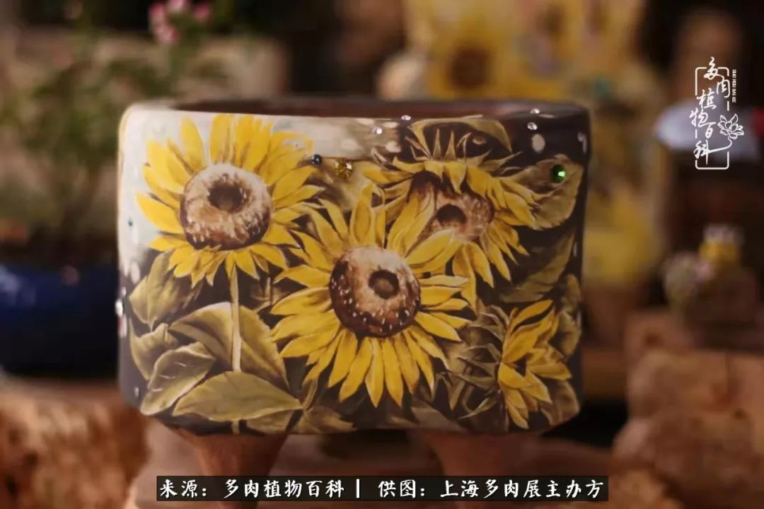 2023多肉展会直播,2023上海多肉植物展