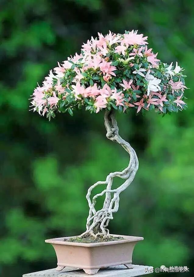以根代杆下细上粗式盆景图片,各种老根盆景