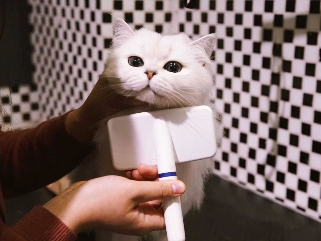 冬天给猫咪洗澡,小狗冬天洗澡注意事项