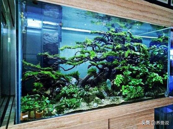 鱼缸加硝化细菌几天水能清,给鱼缸加盐对硝化细菌的影响