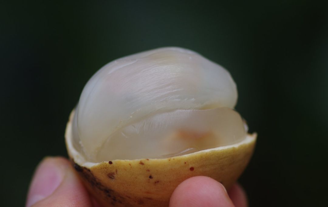 真的是活久见!长成这样居然能吃?