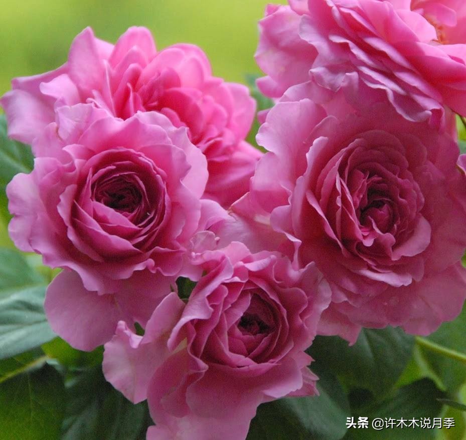 月季常见4种病,月季黑杆病怎么处理