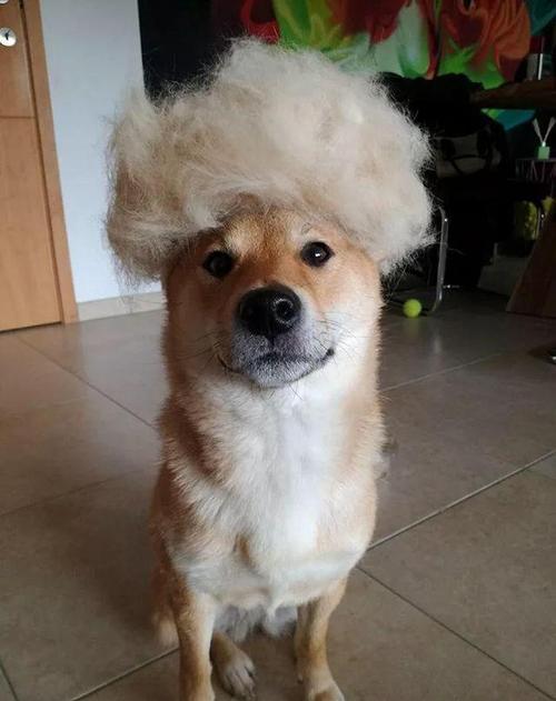 为什么劝你不要养柴犬,为什么都不建议养柴犬