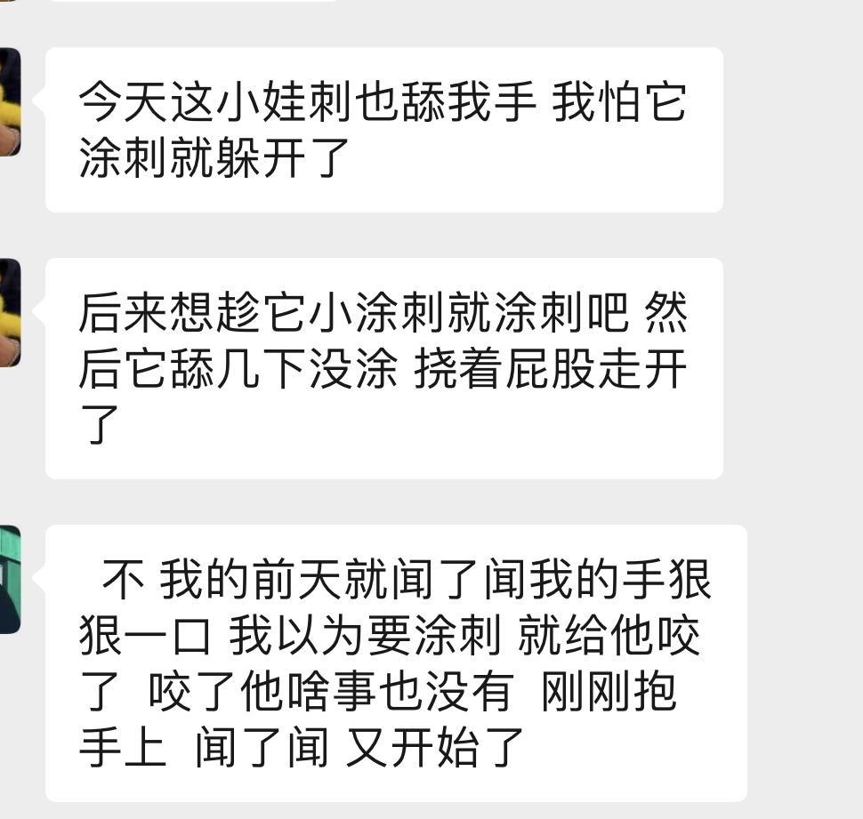 辟谣：非洲迷你刺猬咬人涂刺后就算接纳这个人？小心被白咬