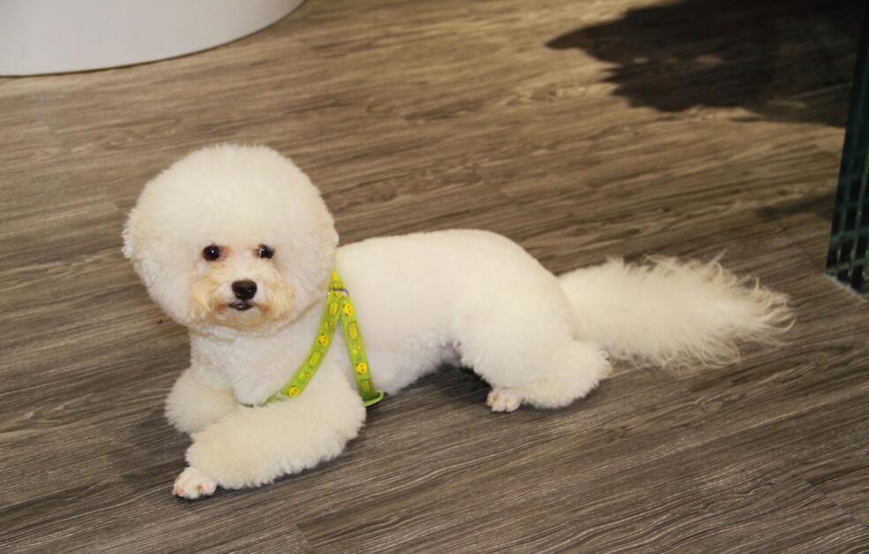 盘点那些胆子很小的狗,狗胆子小怎么办怕别的狗