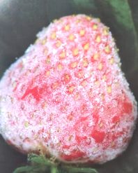 福建草莓露天种植全过程,山东露天草莓种植时间