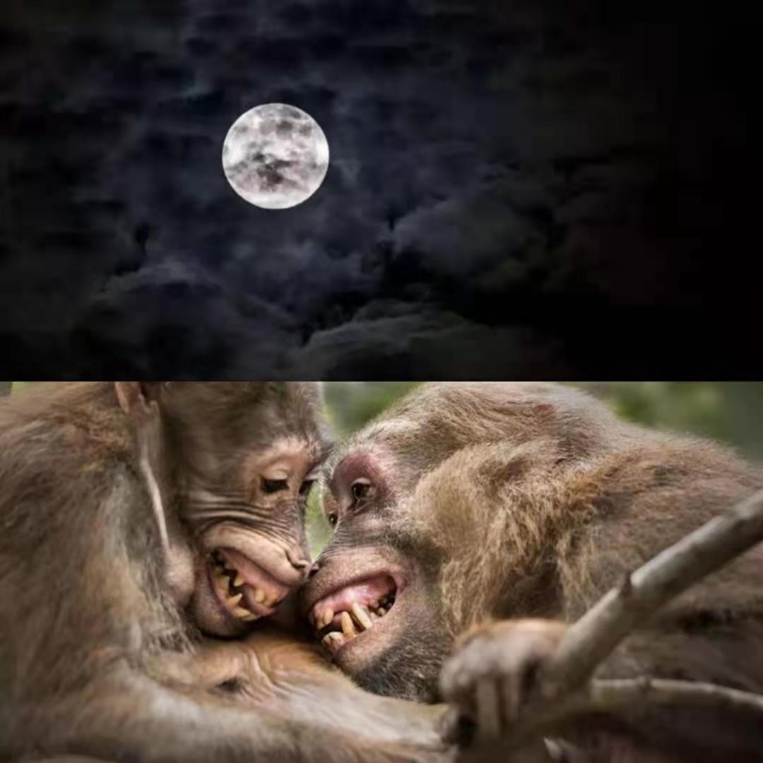 足球江湖大结局完整版,足球江湖第10集