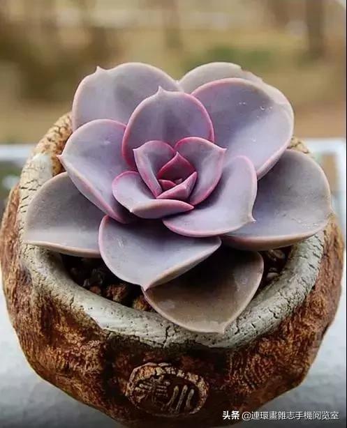 365种多肉图谱大全,365种鲜花图册大全