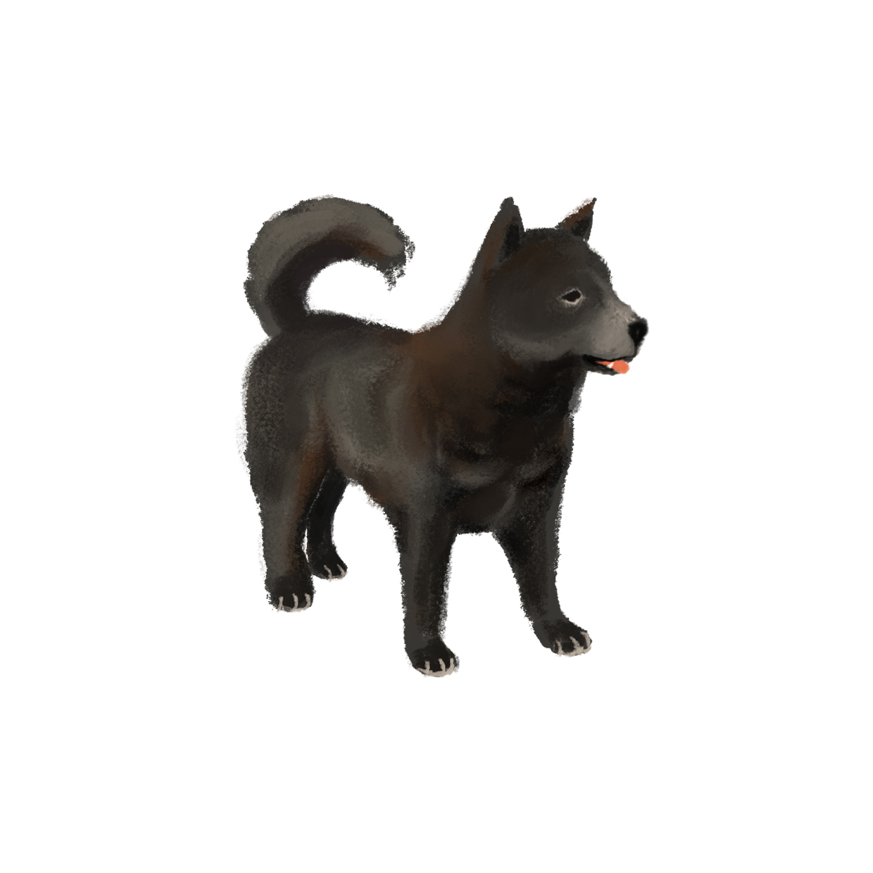 中华田园犬为什么越来越少,中华田园犬怎么越受欢迎了