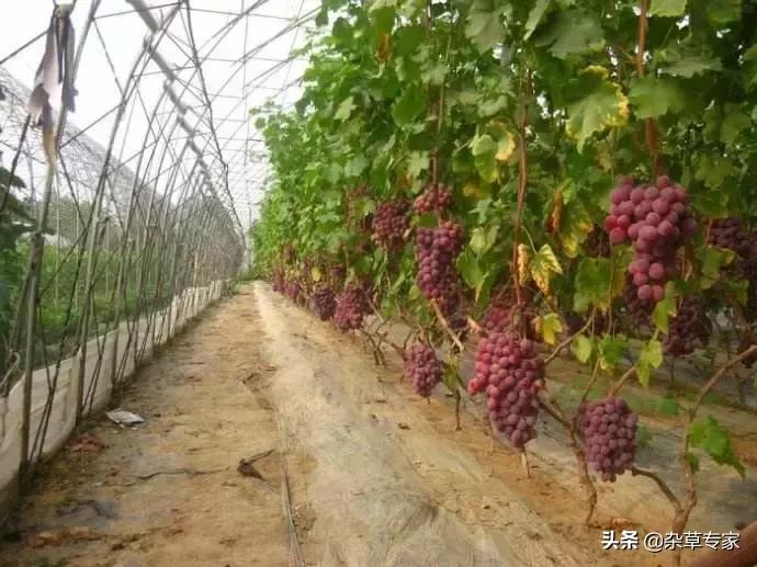 葡萄园杂草可以用氰氟草酯吗,葡萄园杂草用什么除草剂最好