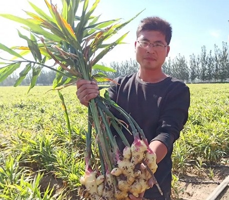高温天气可以给姜苗覆土吗,高温暴晒天气预警