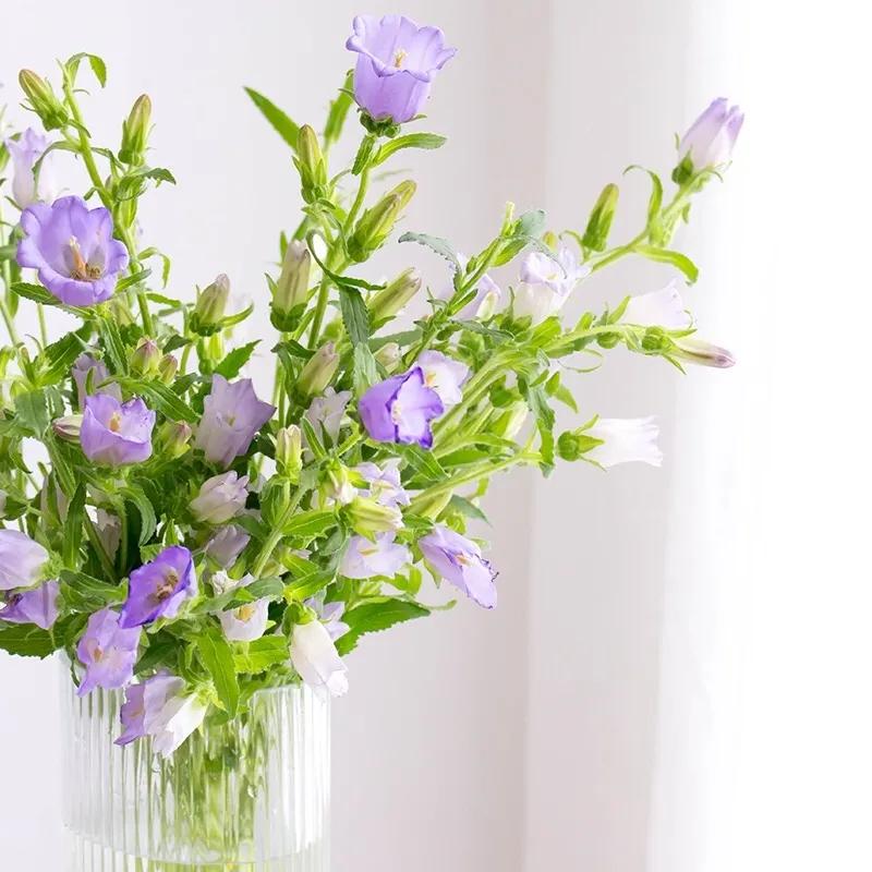 经验贴分享视频,鲜切花非洲菊的养护方法