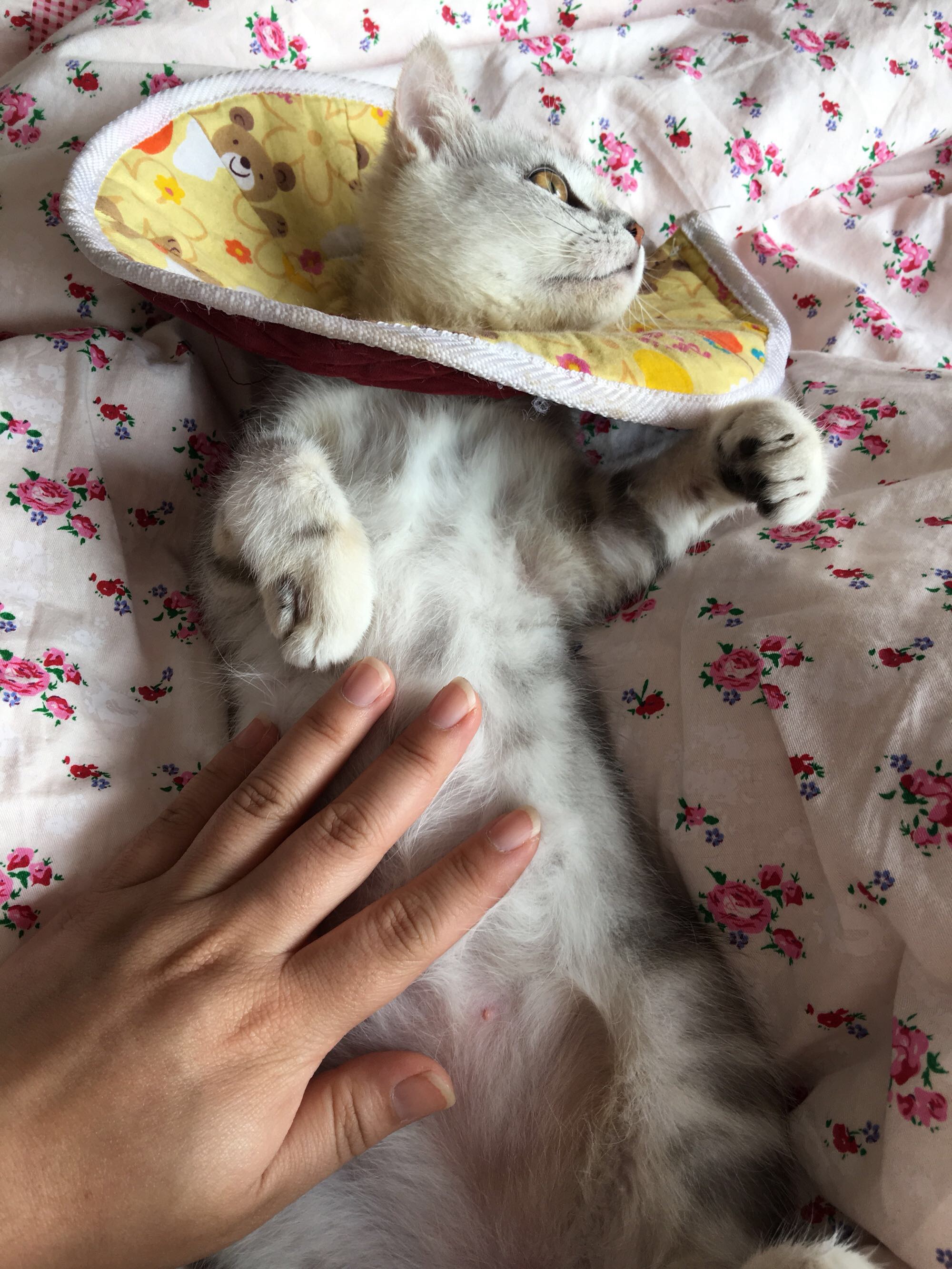 猫藓不可怕，对抗它需要的不仅仅是药物，更需要时间与耐心