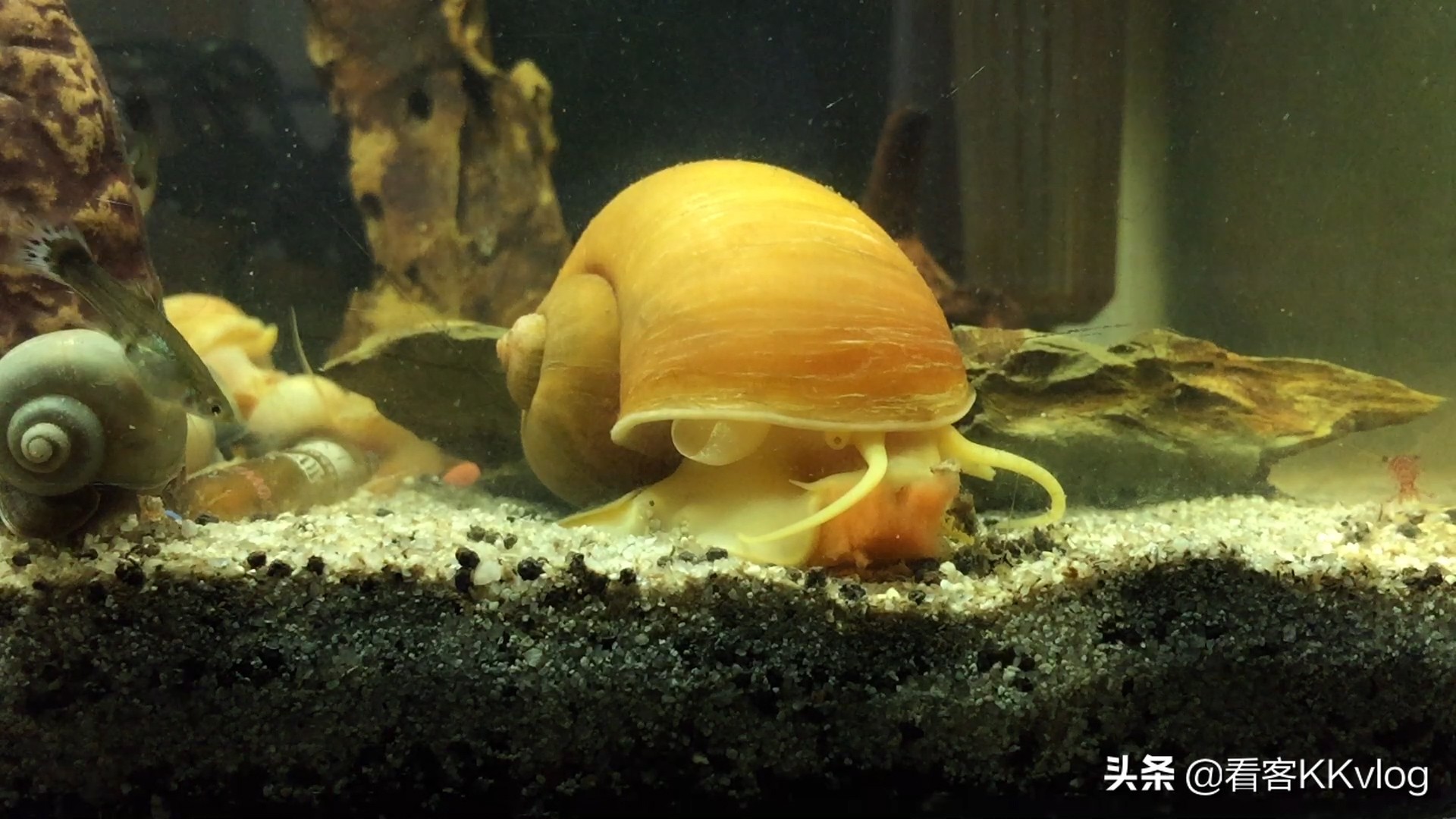 观赏螺除藻排行榜,鱼缸哪种螺除藻最好