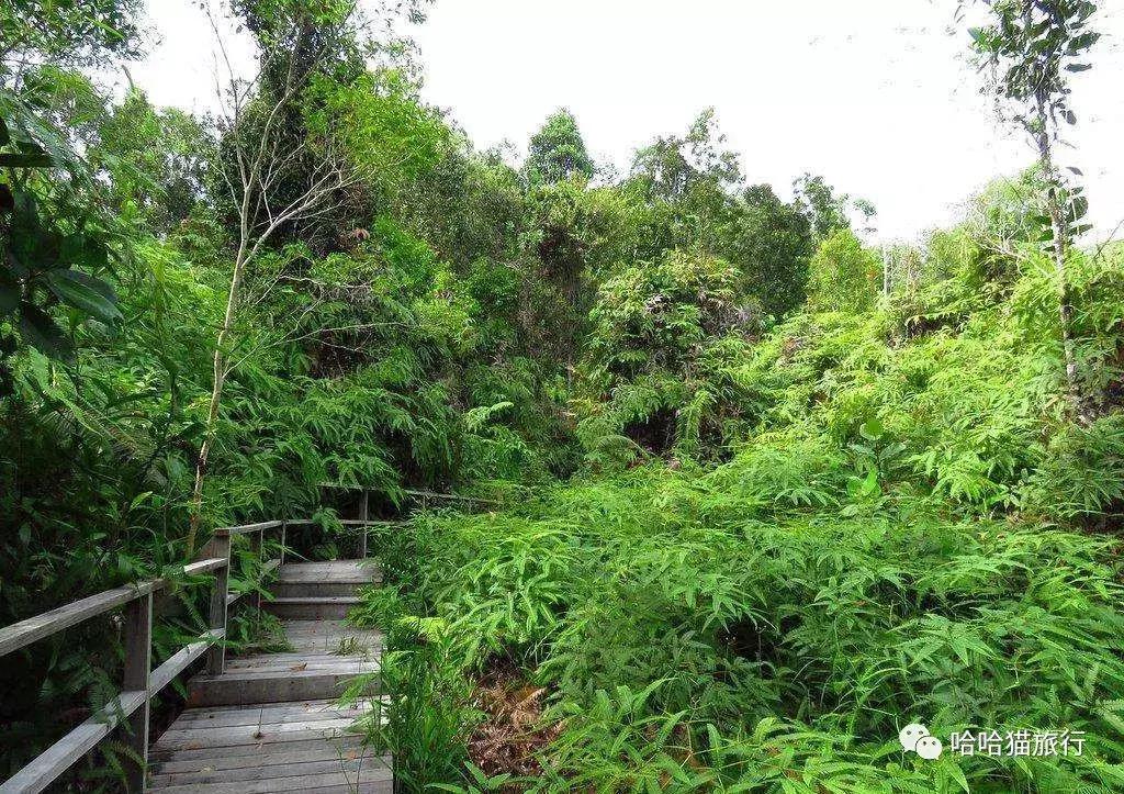 马来西亚落地免签,马来西亚落地签最新入境政策