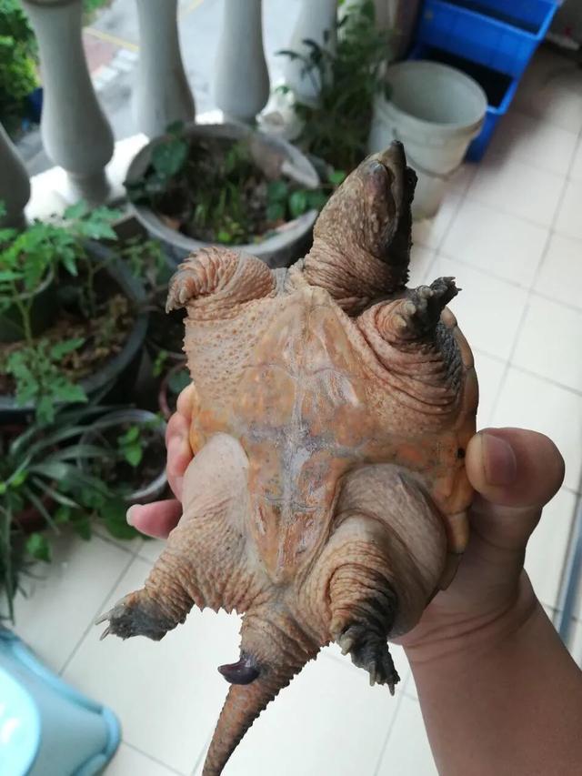 鳄鱼龟怎么区分公母,鳄鱼龟怎么分公母