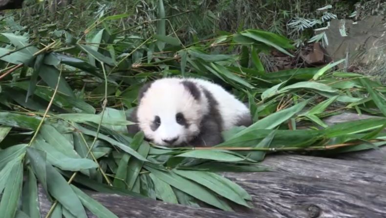 大熊猫隆仔出场,隆仔大熊猫最新消息