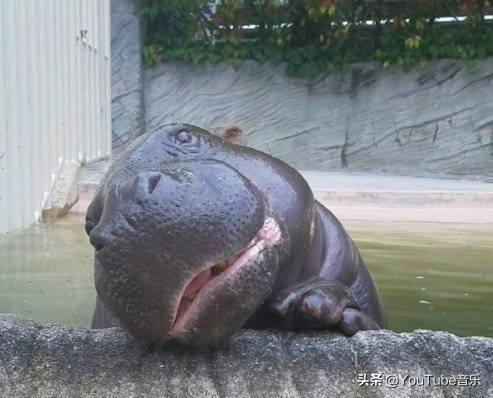 「今日萌图」一旦猫咪能自己打开鱼罐头，人类也就完蛋了