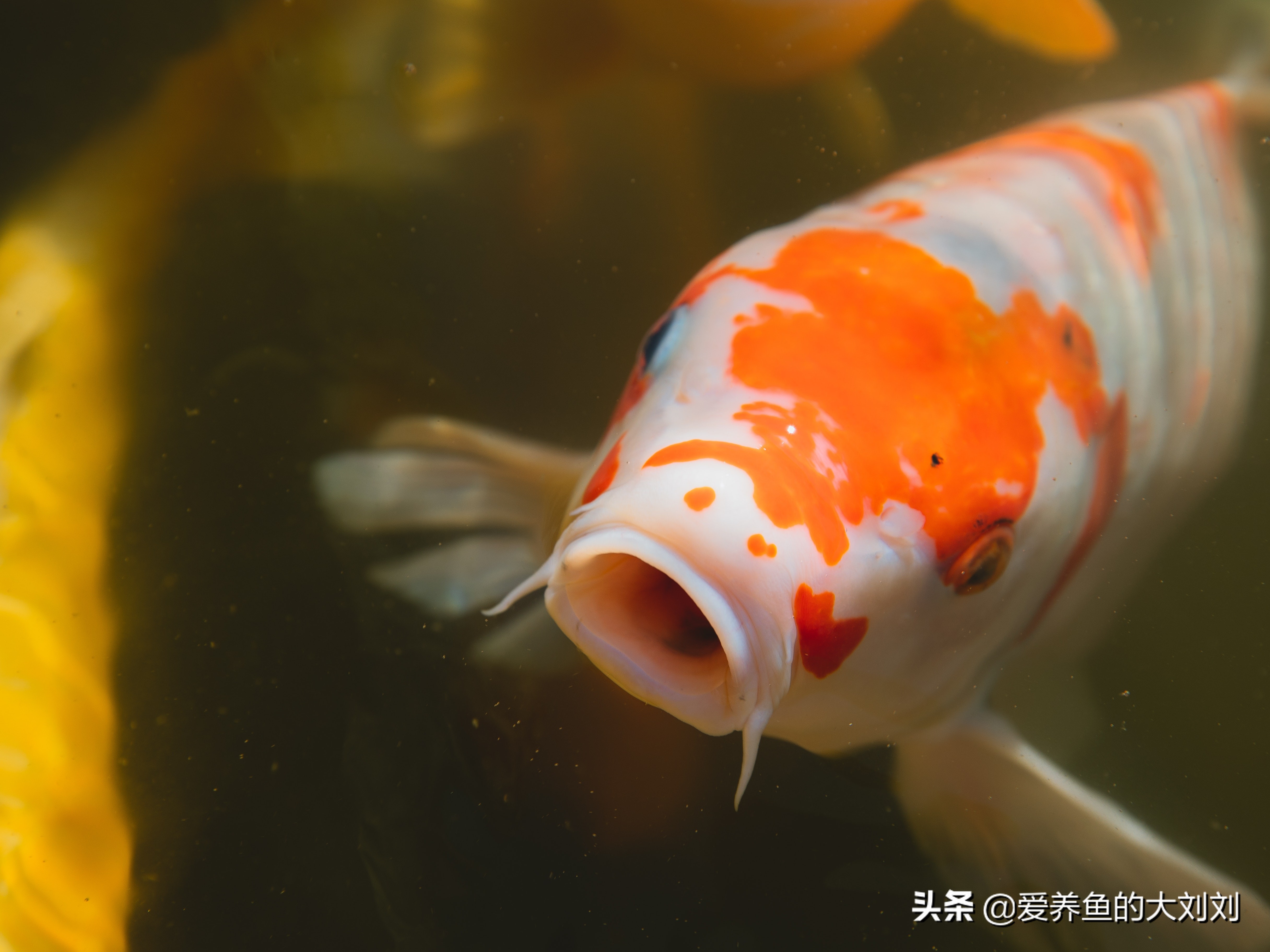 锦鲤各个季节喂食时间表,锦鲤什么季节喂鱼食最好养