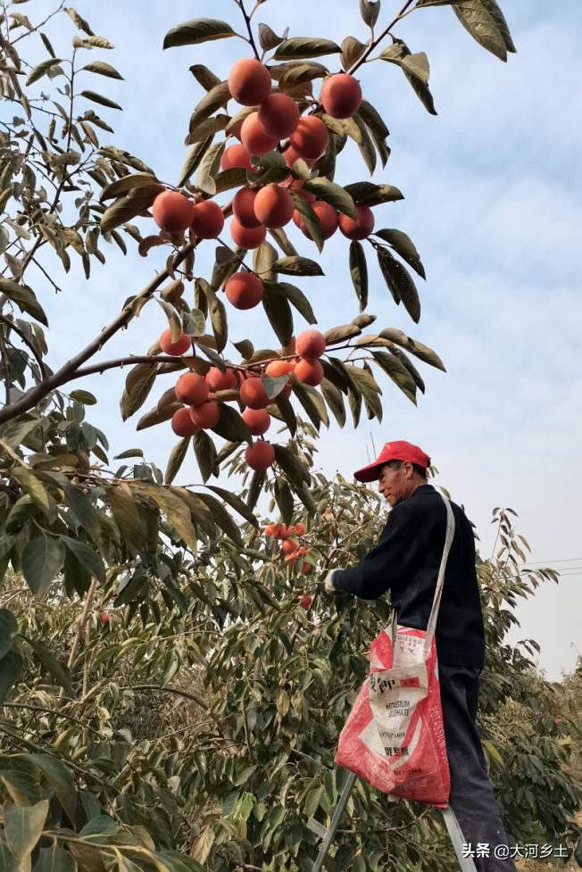 晋南的火葫芦柿子熟了，雇工摘一天可挣百元，但依然难以雇到