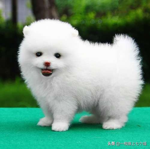 狗狗欺负汪星人的表现,狗狗总是凶主人对主人叫