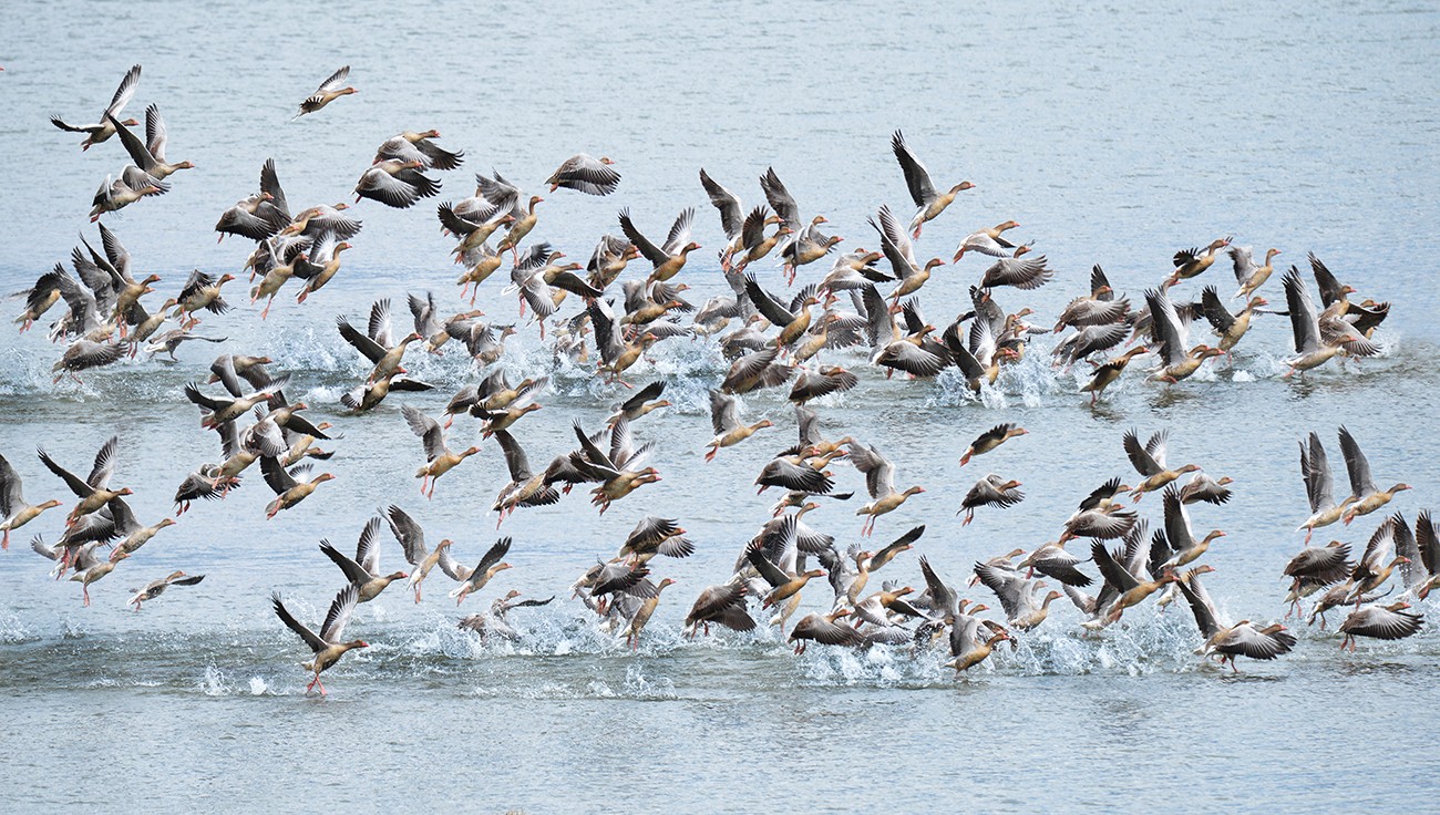 去趟大理看一场风花雪月苍山洱海,大理最美的季节来了