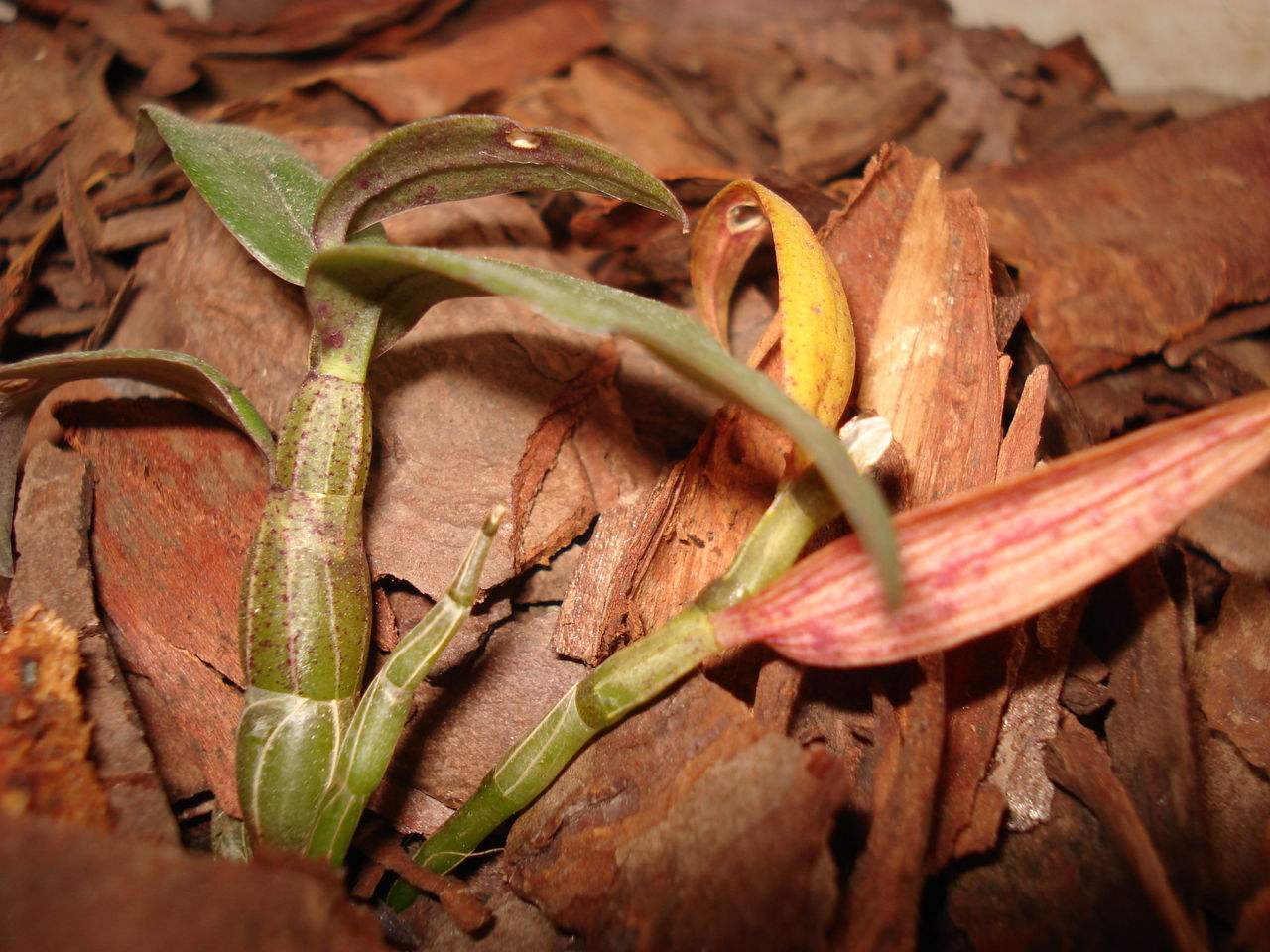 石斛兰冬天叶子发黄是什么原因,石斛兰多棵种在一个盆里会黄叶吗