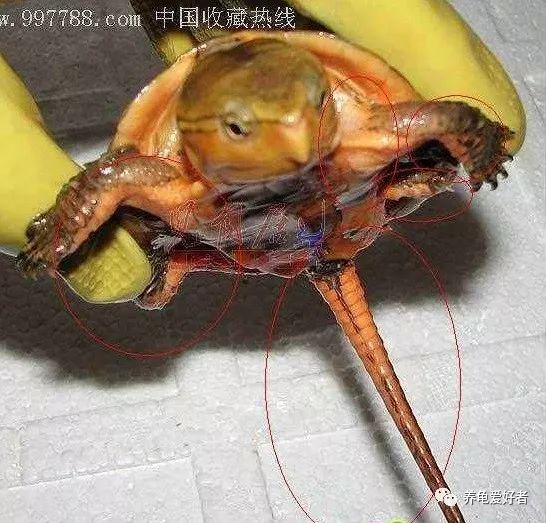 国龟鹰嘴新手入门教程,国龟鹰嘴视频大全