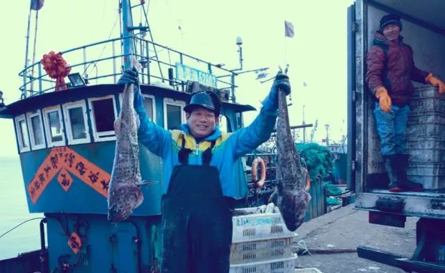 海滨老城泡桐花 (海滨老城紫色泡桐花)