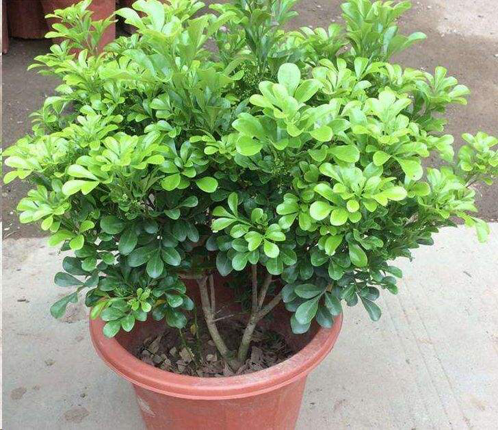 米兰用多大的花盆最好养,养米兰用什么花盆比较好