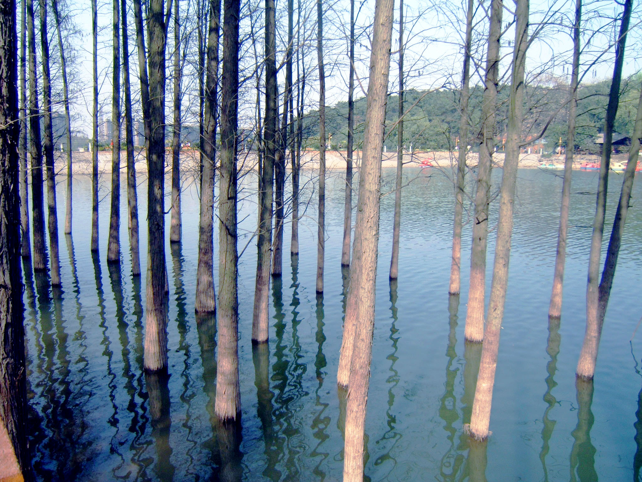 香樟往事——05真正的朋友