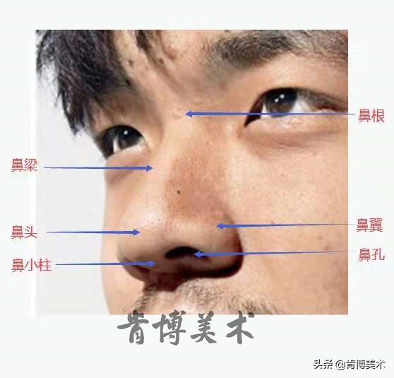素描入门零基础教程人像鼻子,素描人物头像鼻子详细教程