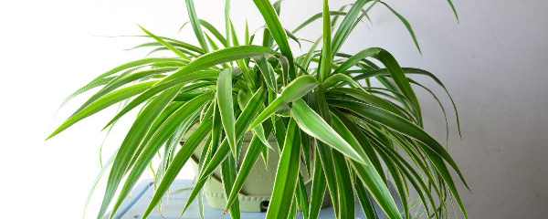 吊兰怎么种植在鱼缸里,宽叶矮种吊兰