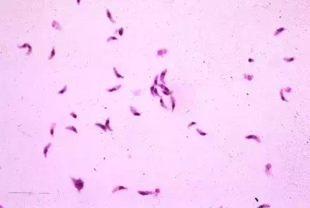 执业兽医的复习资料之【兽医寄生虫学